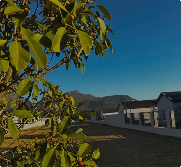 Fig tree beside completed homes at Wilde Paarde