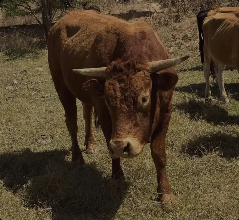 Cattle grazing on the pastures around the estate
