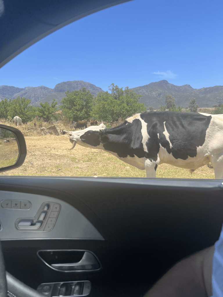 Life at Wilde Paarde Country Estate — gallery photo 8